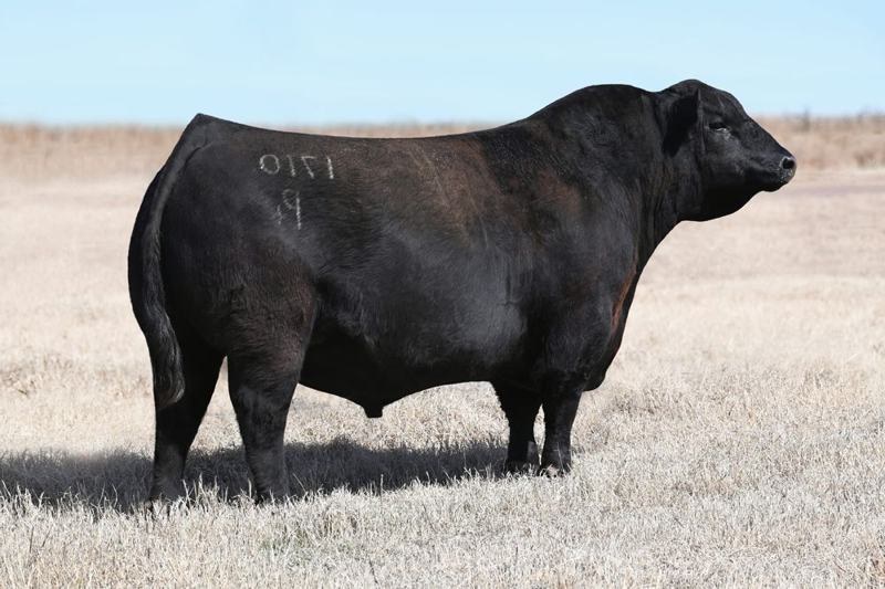 Duff Black Ink 1710 — Red Diamond's sire