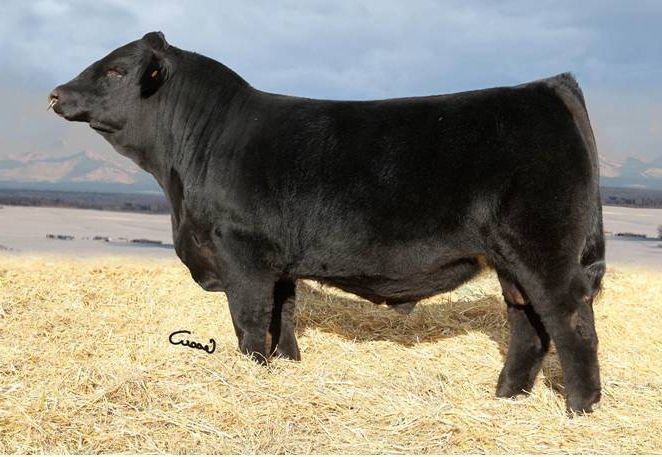 Harvie JDF Wallbanger 111X — Captain Morgan's sire