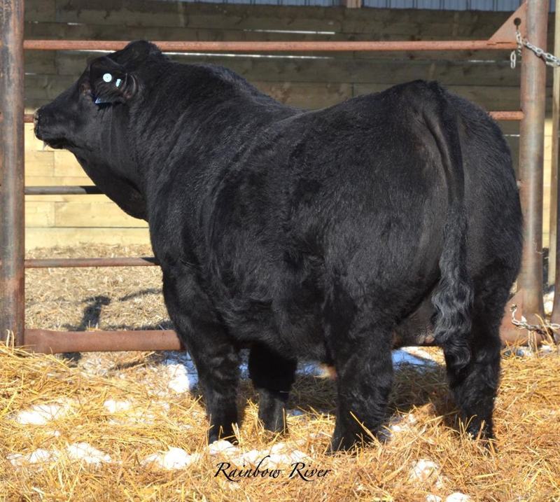 Titan as a yearling — rear view