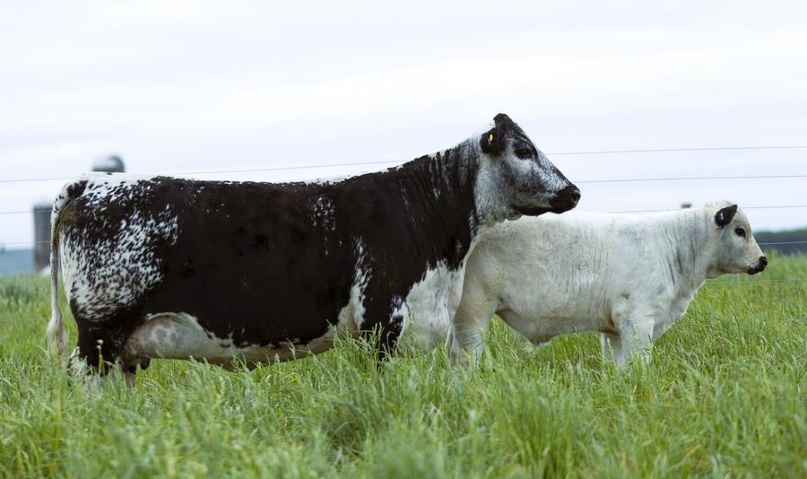 Graham Creek Juliet 5J with calf