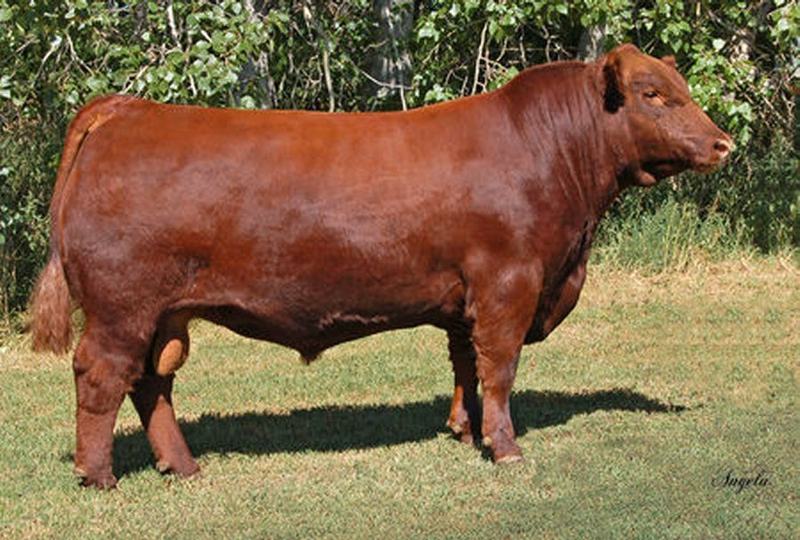 Red Lazy MC CC Detour 2W — maternal grandsire