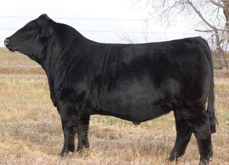 CCLT Alliance 91C — Man O' War's sire
