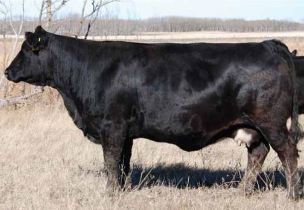 Springcreek Mistress 121Z — maternal granddam