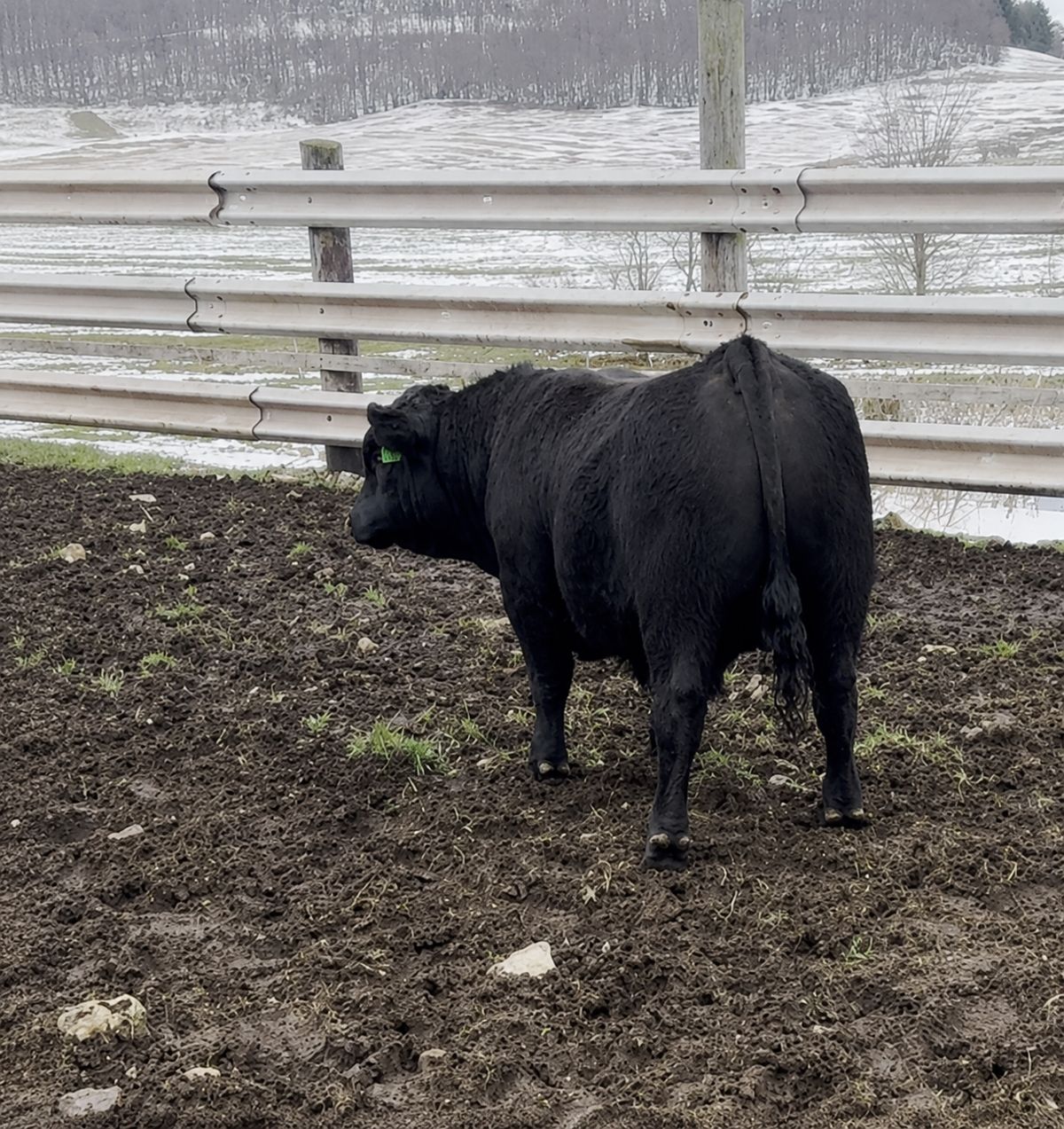 Warpath as a yearling — rear view