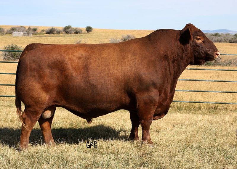 Red Fine Line Mulberry 26P — maternal great-grandsire