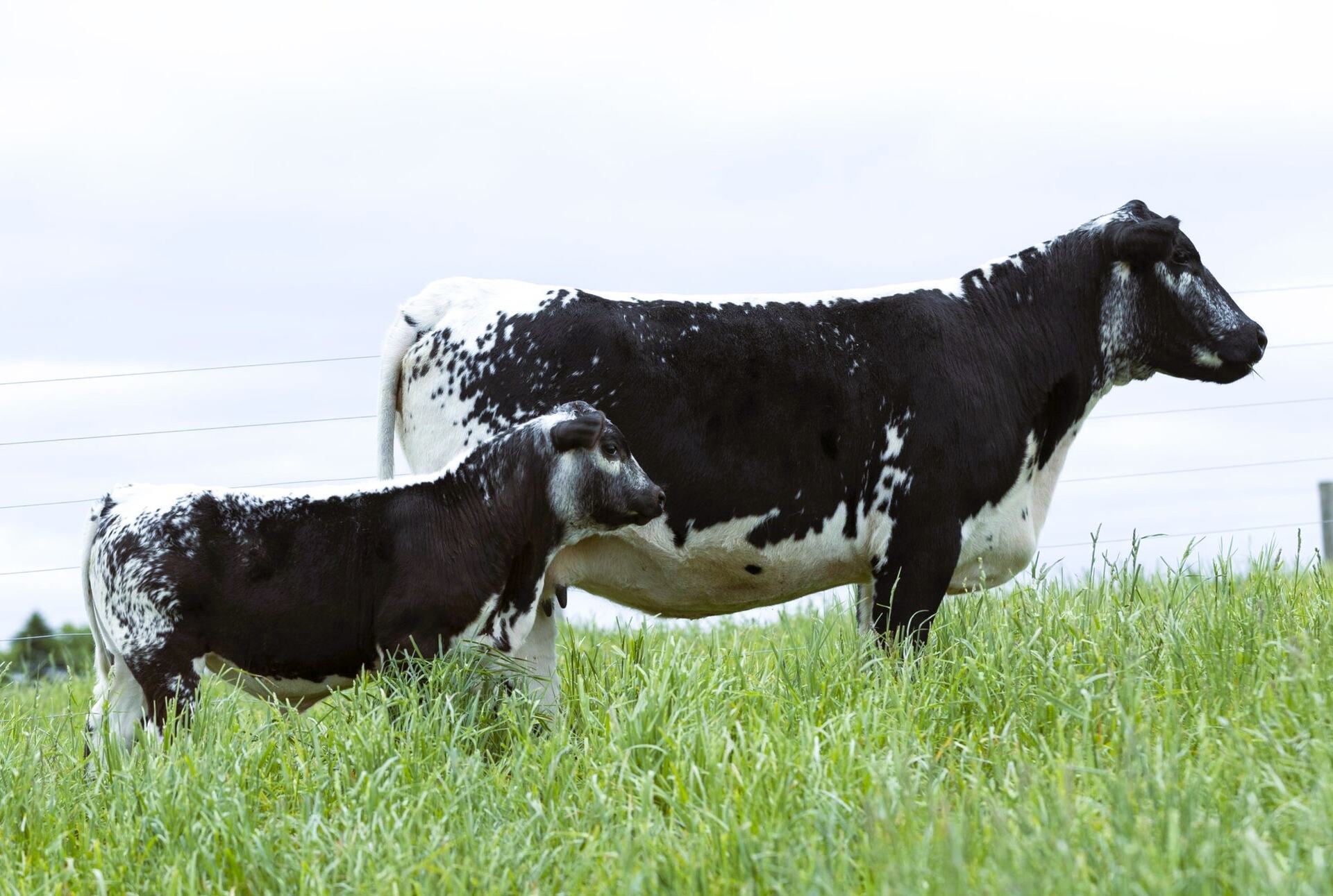 RVF Speckle Park cow with calf on fall pasture