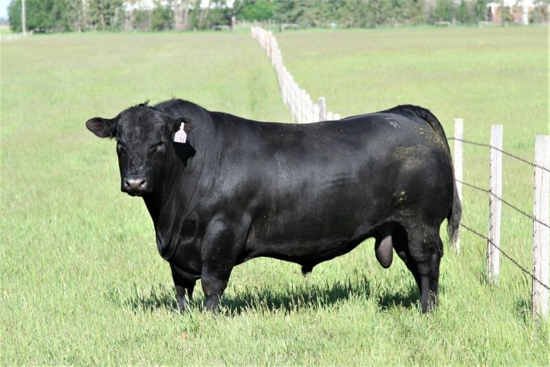DKF Brewster 13E — Carbon's sire