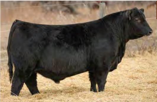 U2Q President 64H — Rushmore's sire