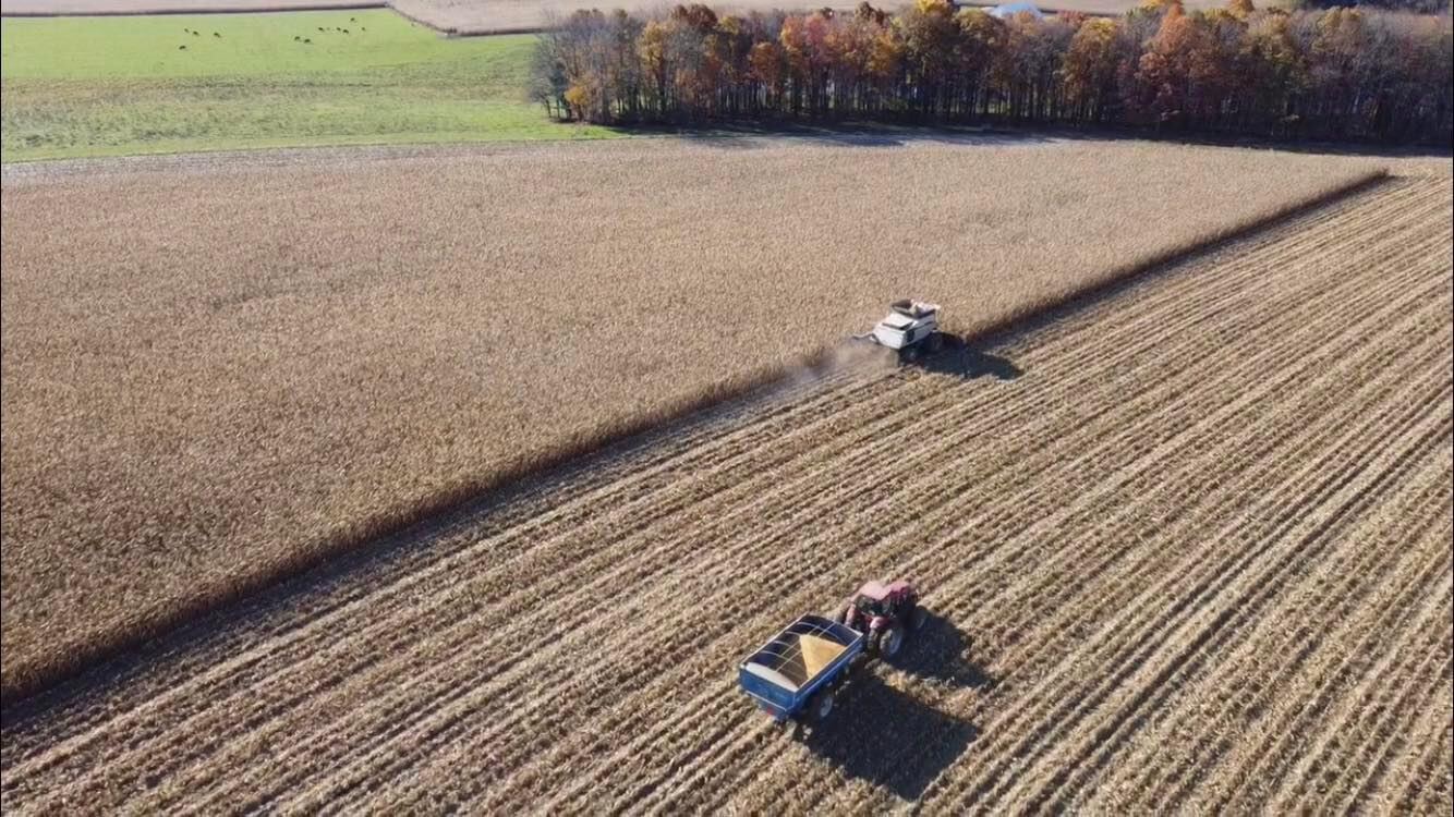 RVF grain production