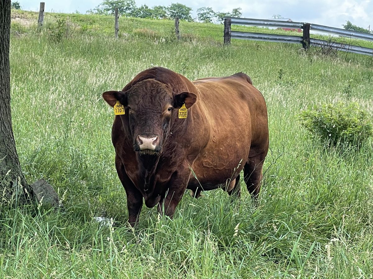 LSF BRA Specimen 7707E · “Indy”