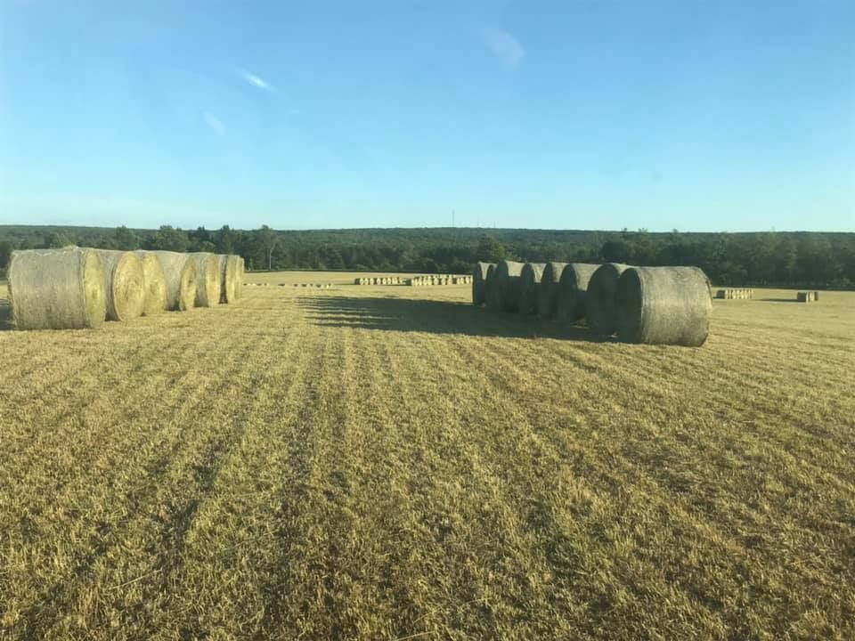 Round bales on the hay ground