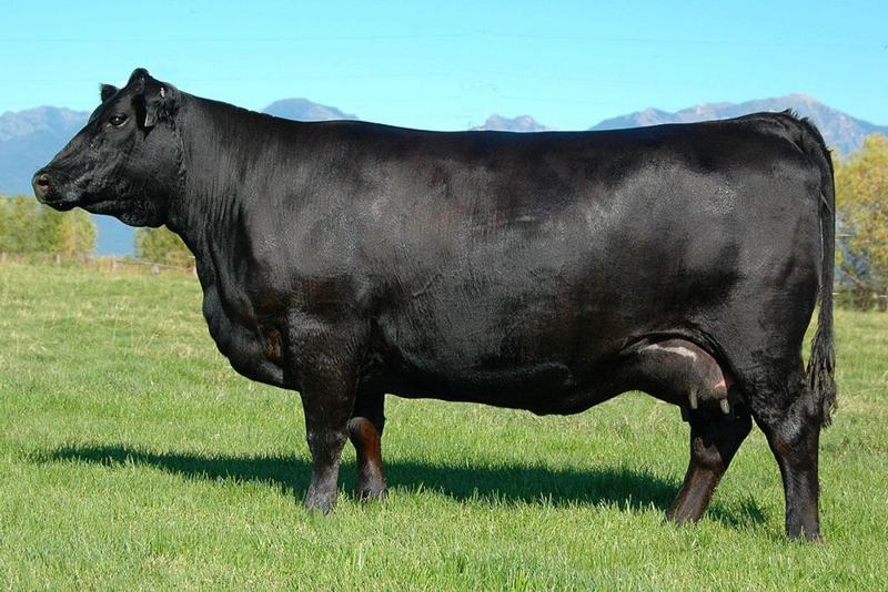Coleman Donna 714 — Summitt's dam