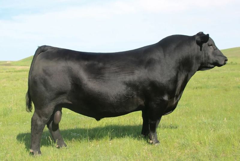 SAV President 6847 — paternal grandsire