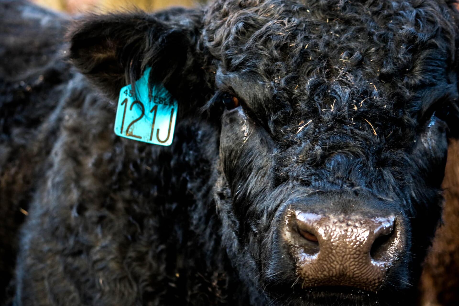 RVF bull face closeup