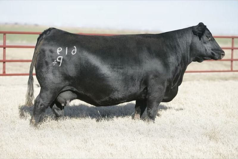 Duff NL B351 Lady Pop 619 — paternal great-granddam