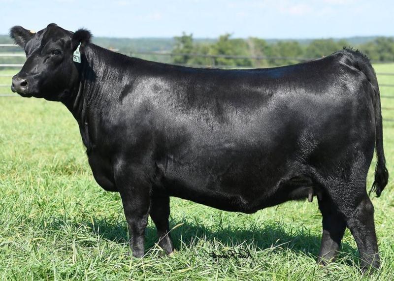ZWT Rose 9571 — Summitt daughter
