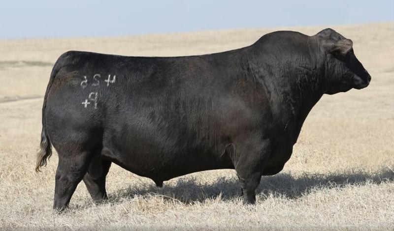 Duff Honcho 426 — paternal grandsire
