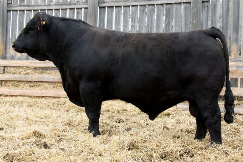 LFE Gotham 819Y — paternal grandsire