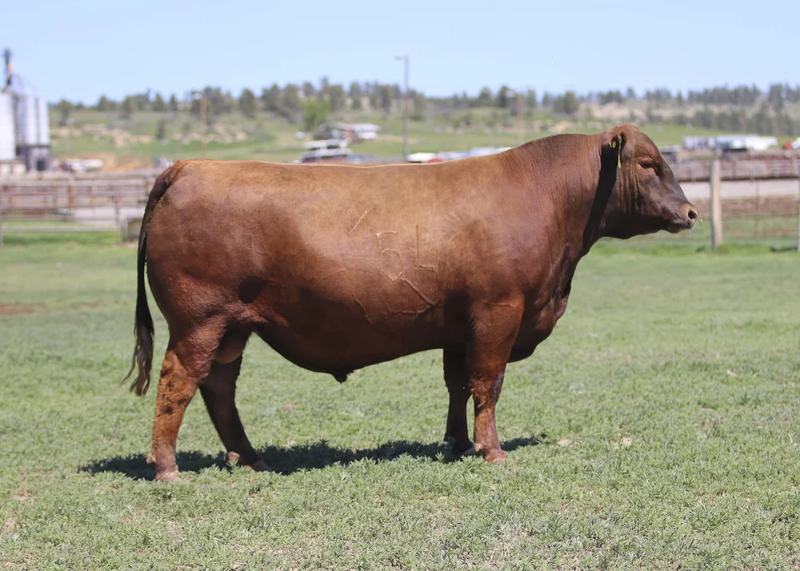 5L Genuine 1603-195C — Benchmark's maternal grandsire