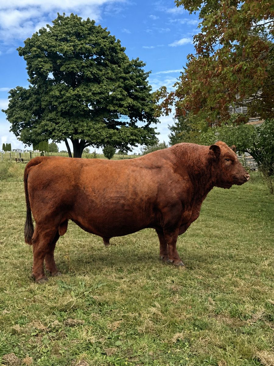 LSF H2R Trendsetter E708 · “Pacer”