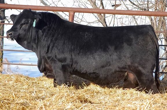 RF Impact 601C — Titan's sire