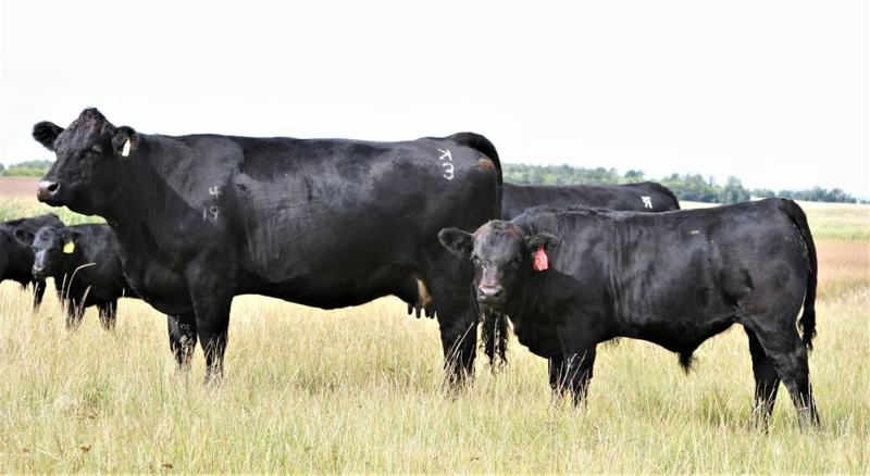 Fuel's dam with a full brother at side