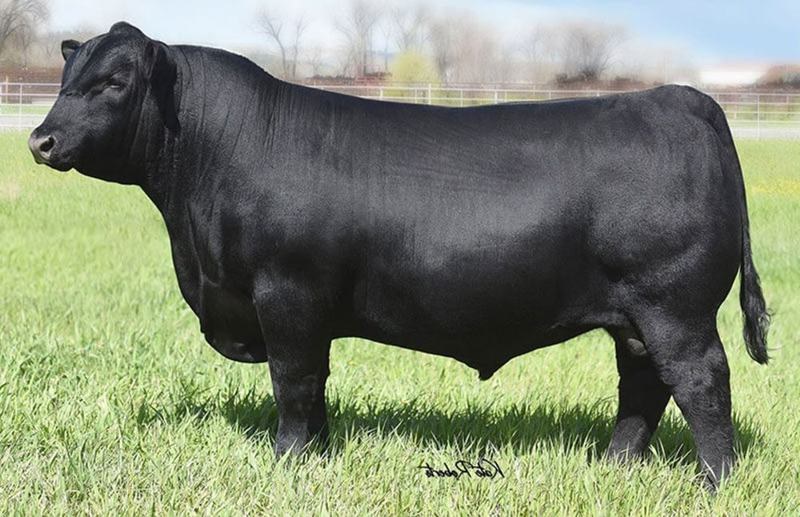 Musgrave 316 Stunner — Crackerjack's sire