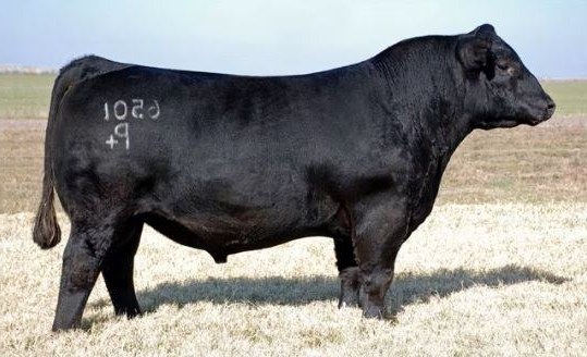 Duff Basic Instinct 6501 — paternal great-grandsire