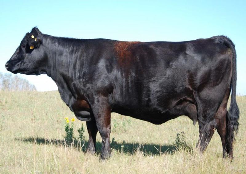 Springcreek Mistress 17B — Tesla's dam