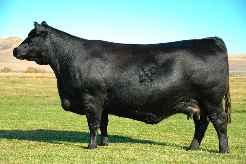 Coleman Donna 386 — Donna 714's dam