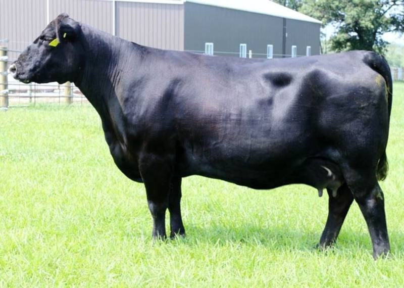 Musgrave Rito Jet A649 — Crackerjack's dam