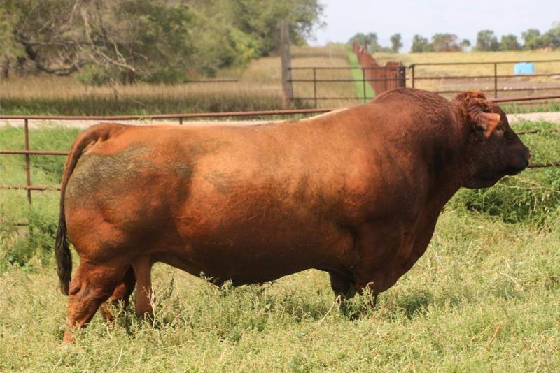 RREDS Seneca 731C — maternal grandsire