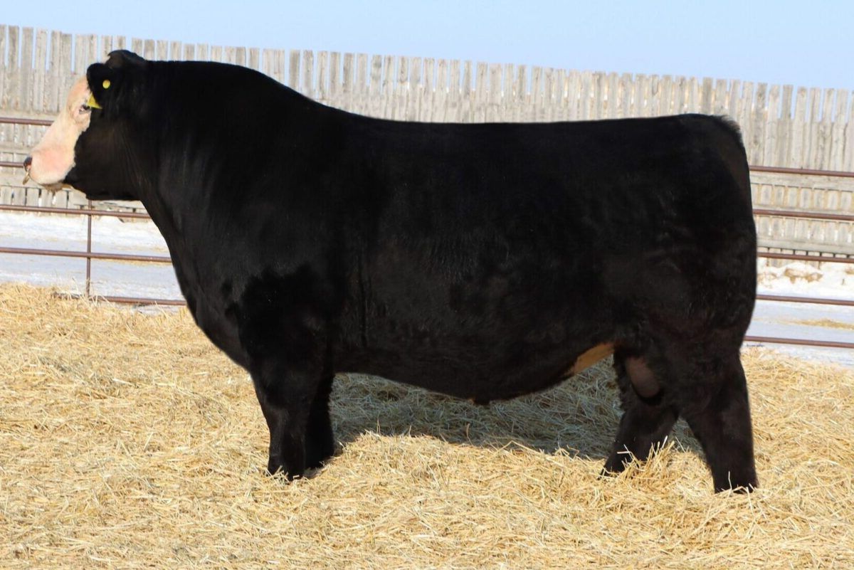 Wheatland Man O' War 907G