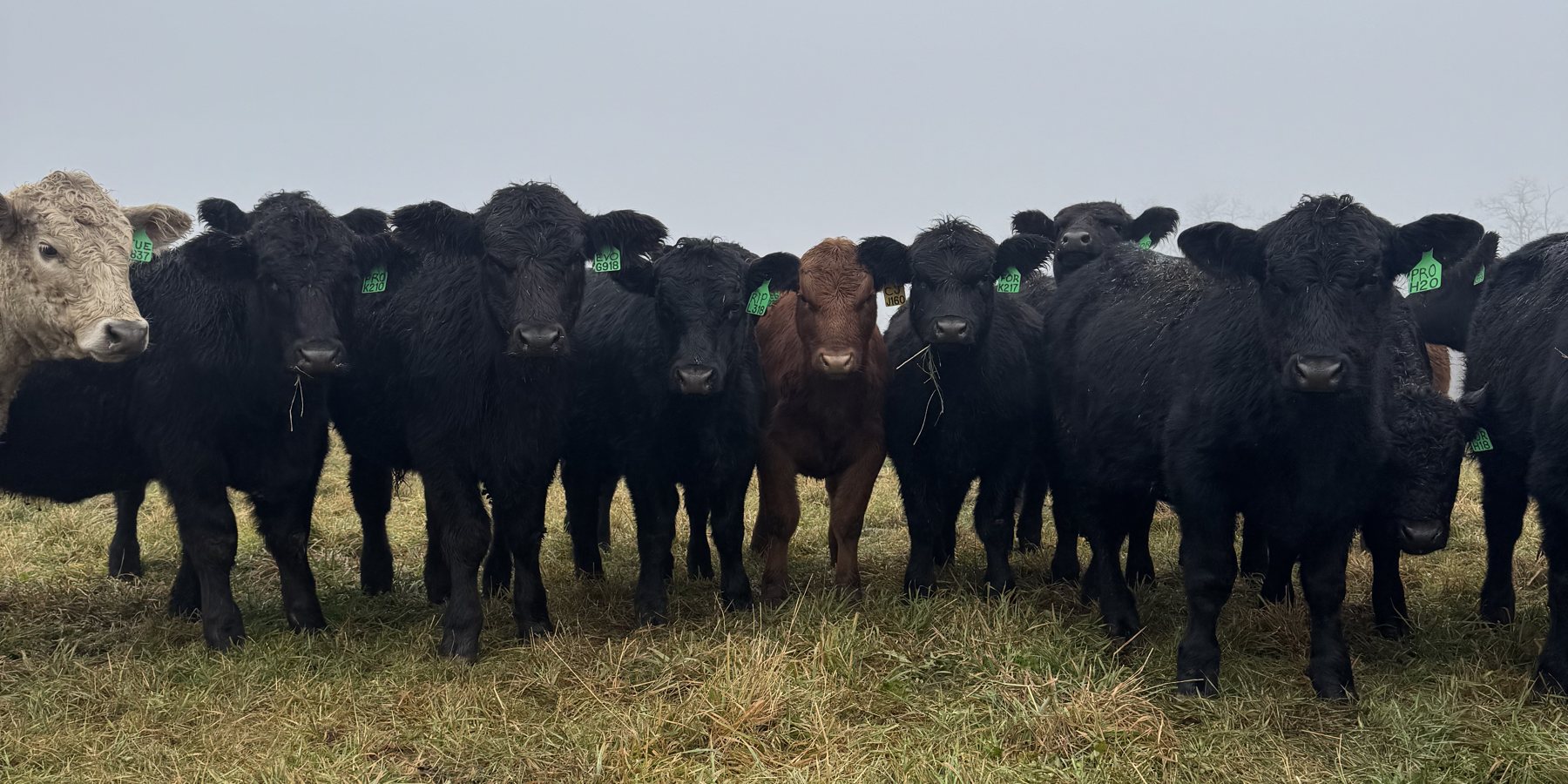 RVF sale heifers lined up on a foggy fall morning