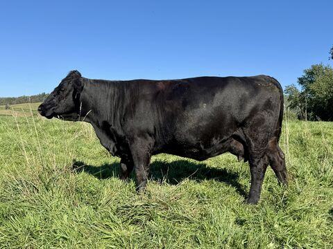 Teter G925 — Rascal's dam at 6 years old