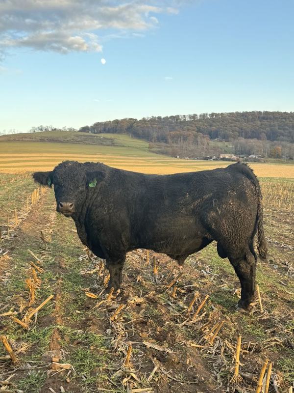 Fortress at 2 years old