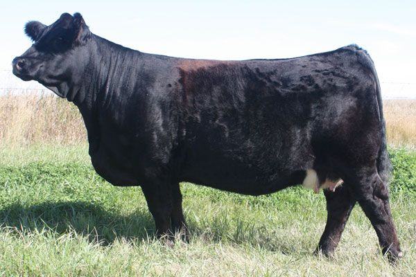 Sunnyvalley Blk Jenna 88U — Captain Morgan's dam