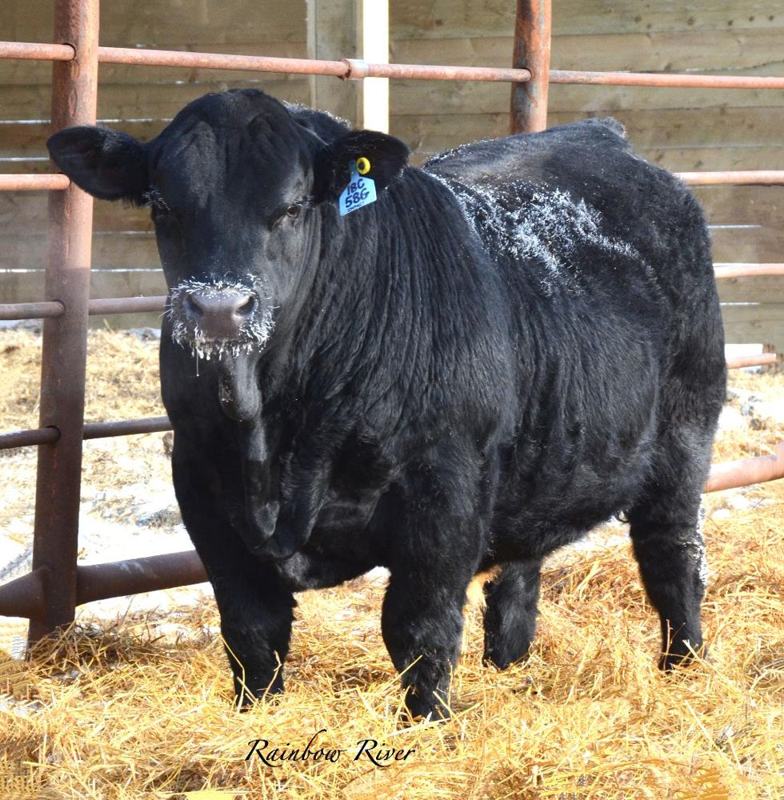 Titan as a yearling — front view