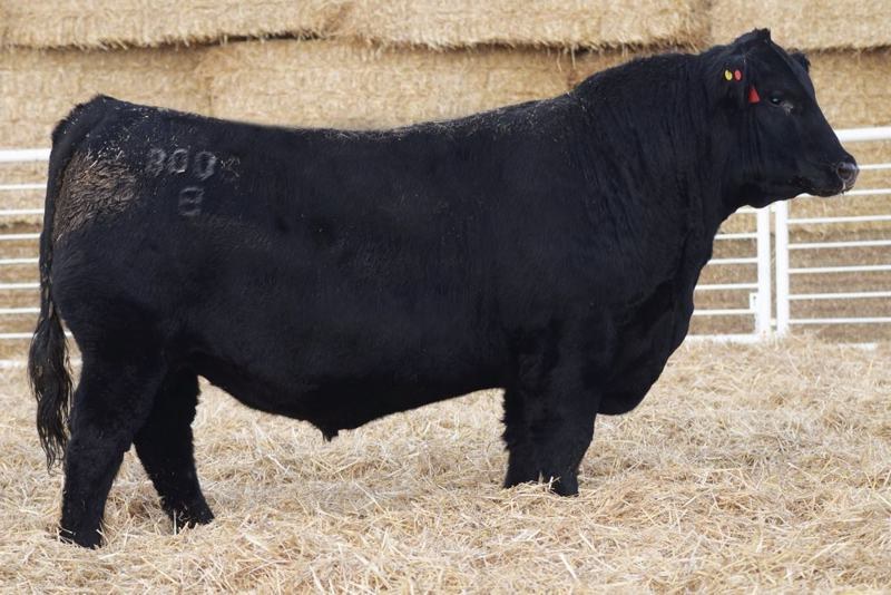 LFE BA Lewis 3008B — Concorde's sire