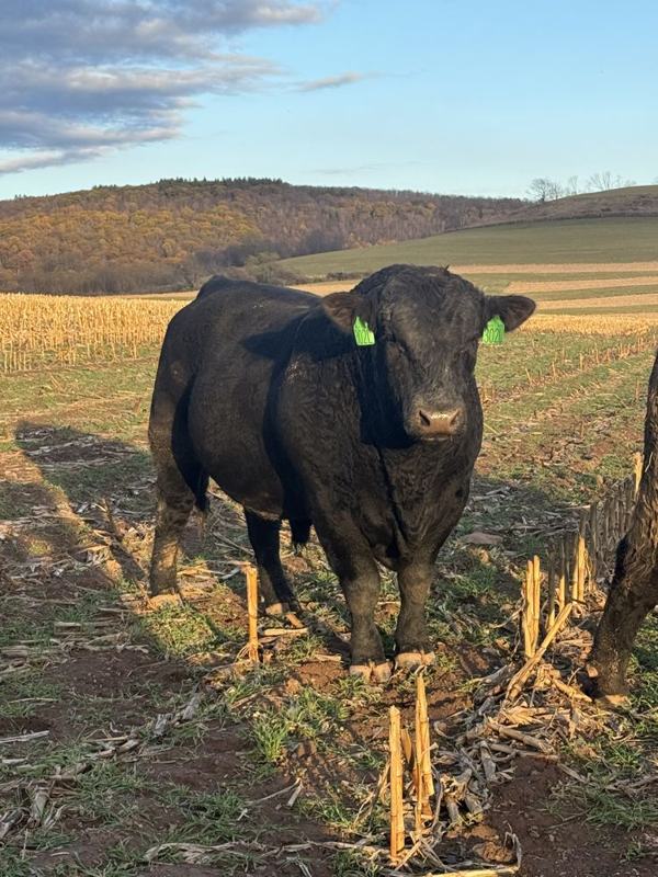 Prototype at 2 years old