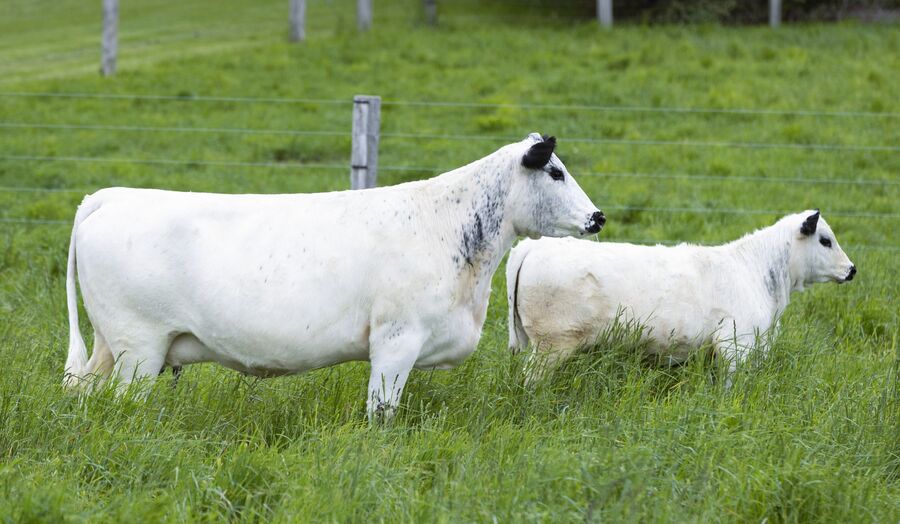 Colesdale Klondike 5K with calf
