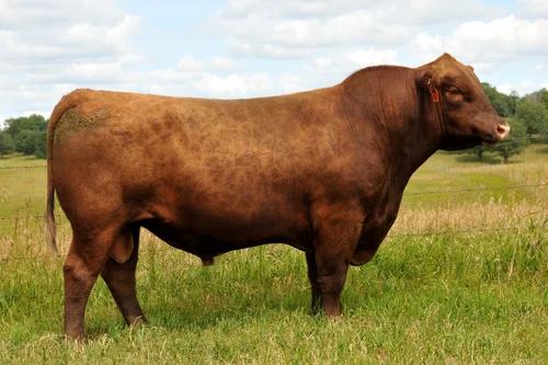 5L Independence 560-298Y — Specimen's sire