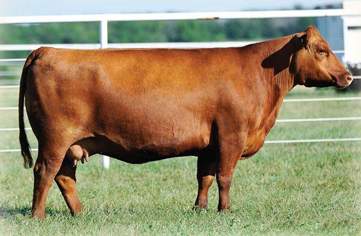 Cedar Springs Priscilla 136X — maternal granddam