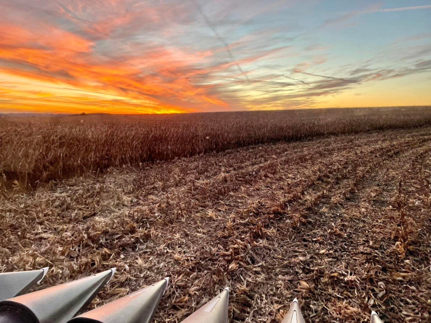 Corn stubble at sunset after fall harvest