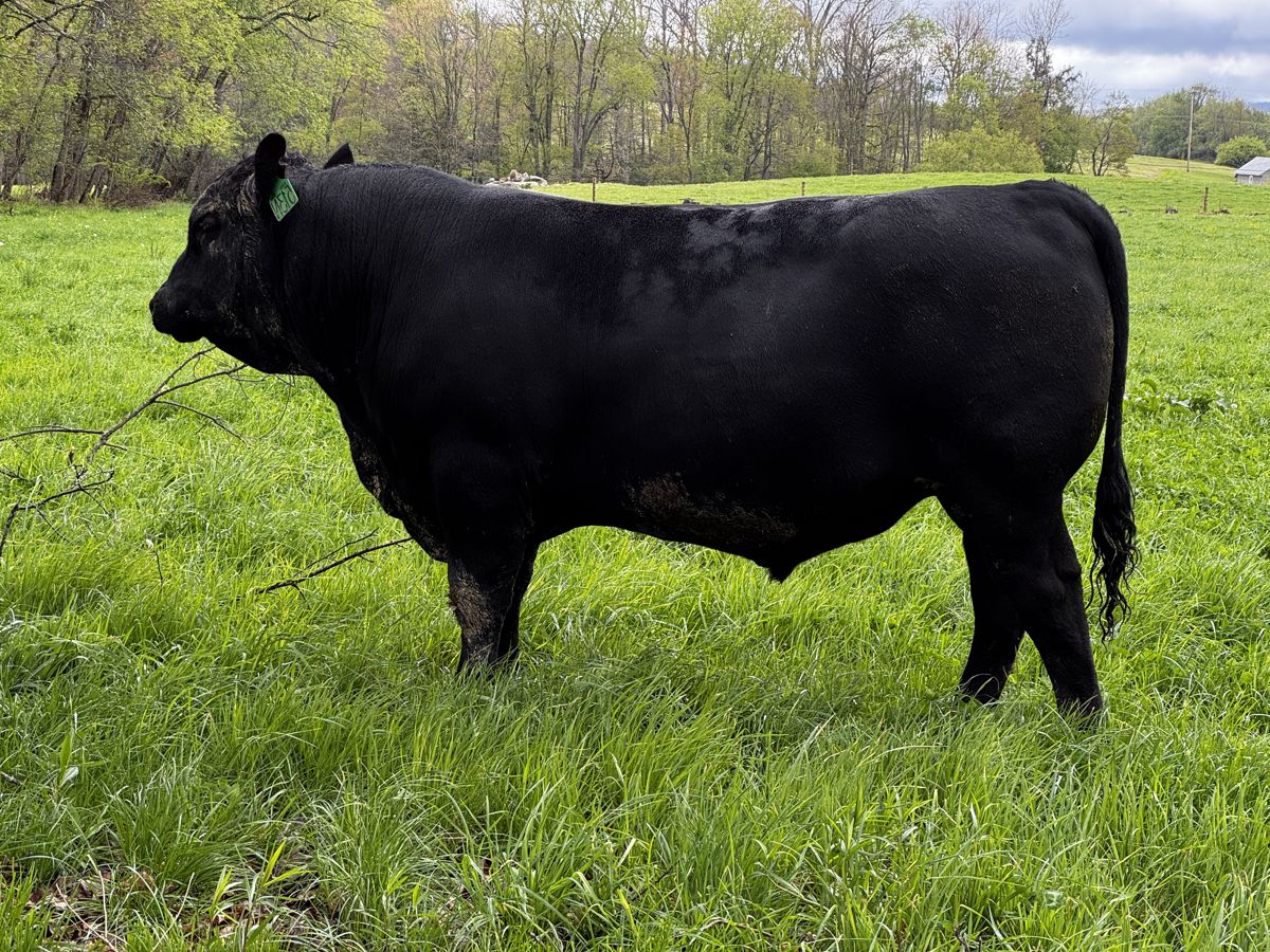 RVFI Tenacity 513N — yearling