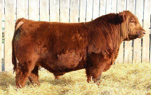 Red MRLA Resource 137E — Township's sire