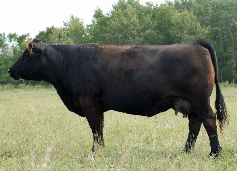 Titan's granddam at 8 years old