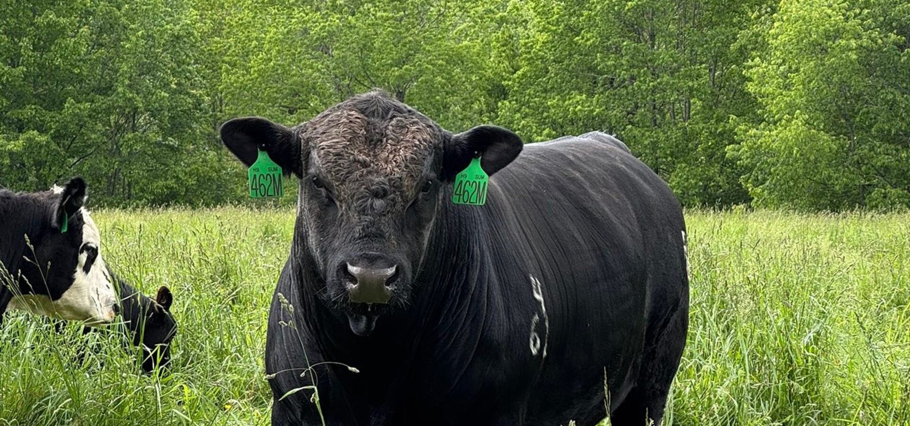 RVF bull head-on in lush grass