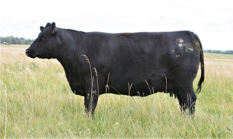 K Three Sally 2C — Carbon's dam