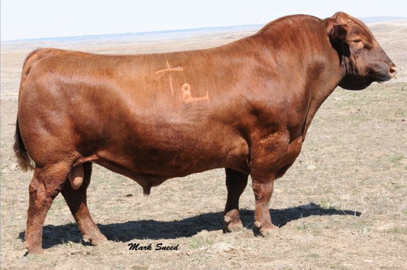 Beckton Epic R397 K — Specimen's maternal grandsire